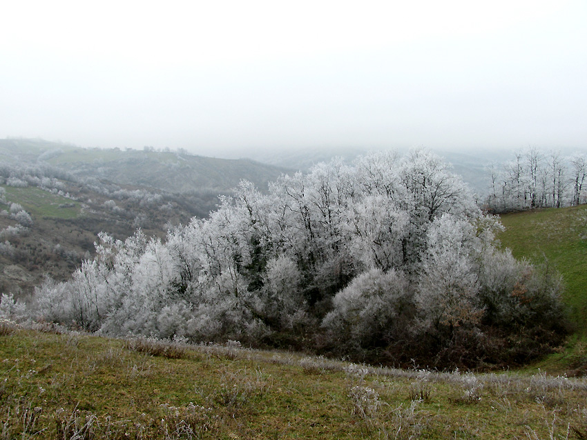 Anche in gennaio si fungheggia nel modenese